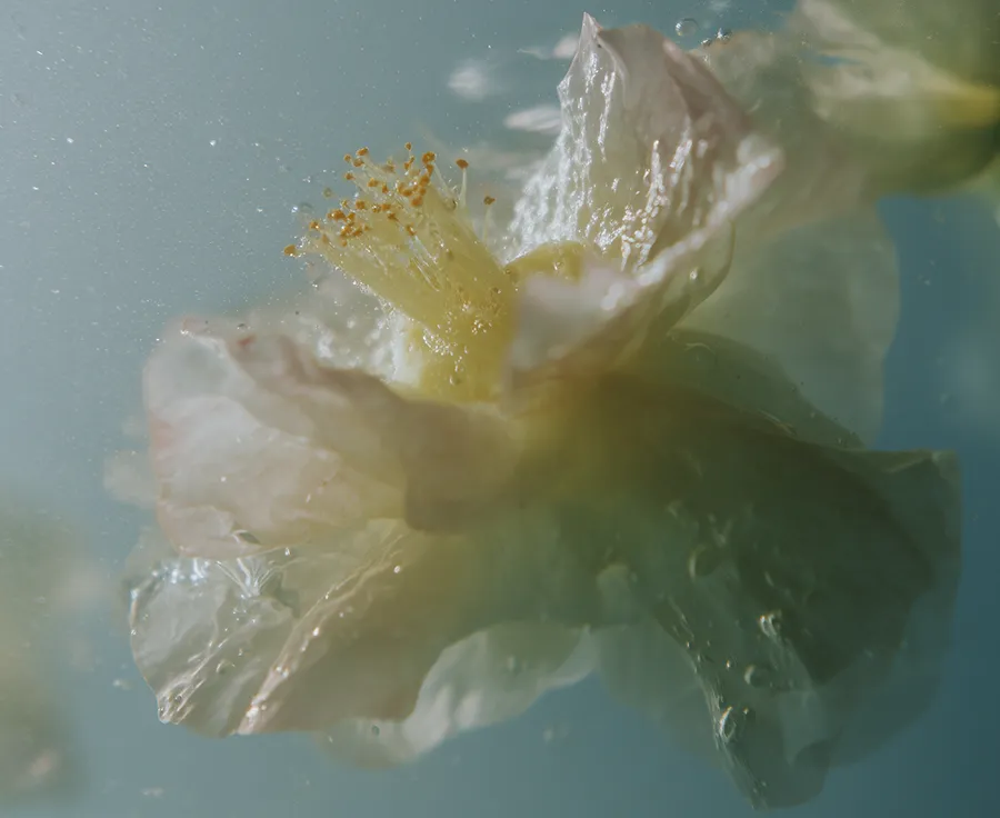 Close-up of a delicate pale flower submerged underwater with bubbles around it.