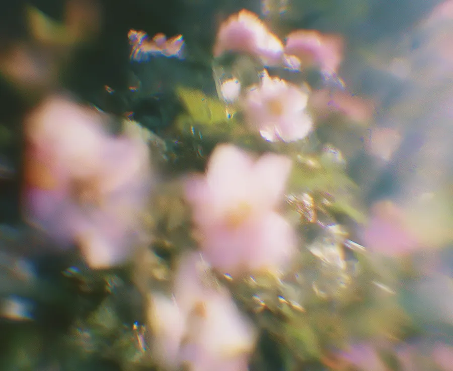 Out-of-focus close-up of light pink flowers and green leaves with a soft, dreamy background.