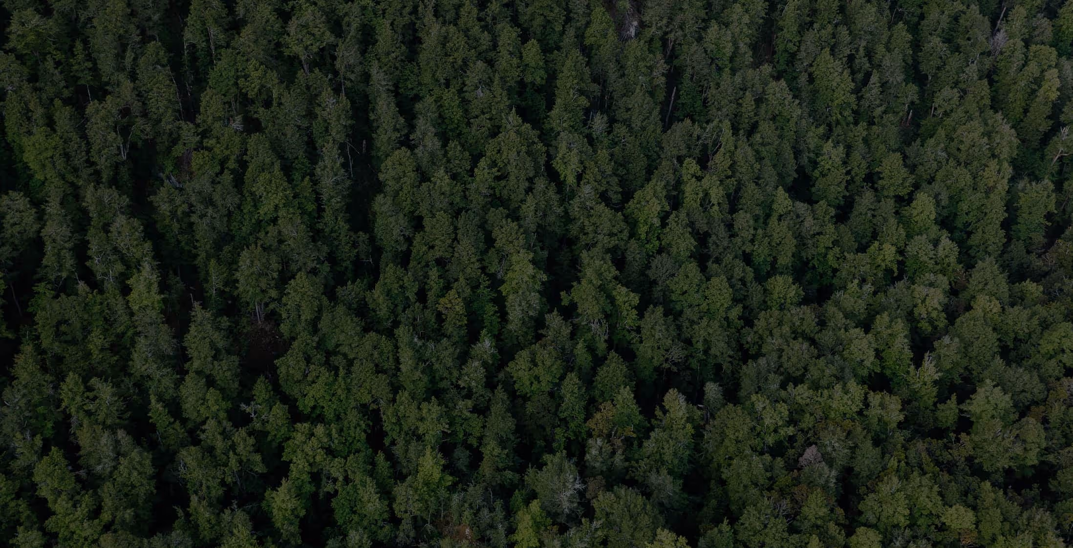 Dense green forest canopy viewed from above with trees closely packed together.