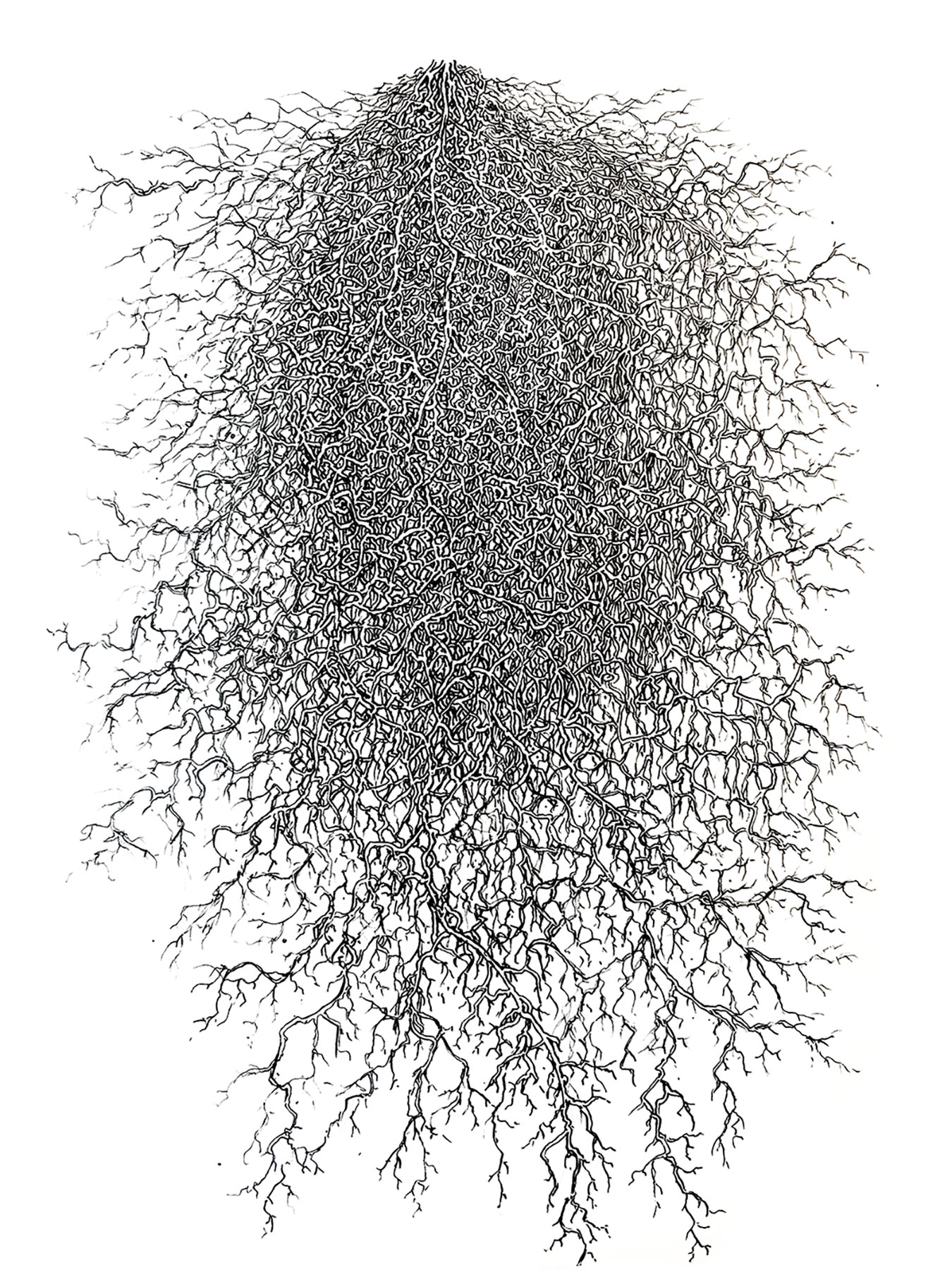 Intricate black-and-white drawing of a dense branching mycelium network by artist Dominik Hebestreit