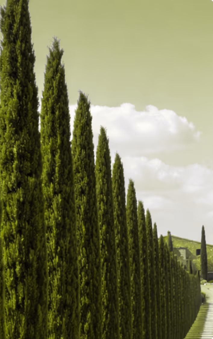 A row of tall, narrow evergreen trees extending into the distance under a cloudy sky.