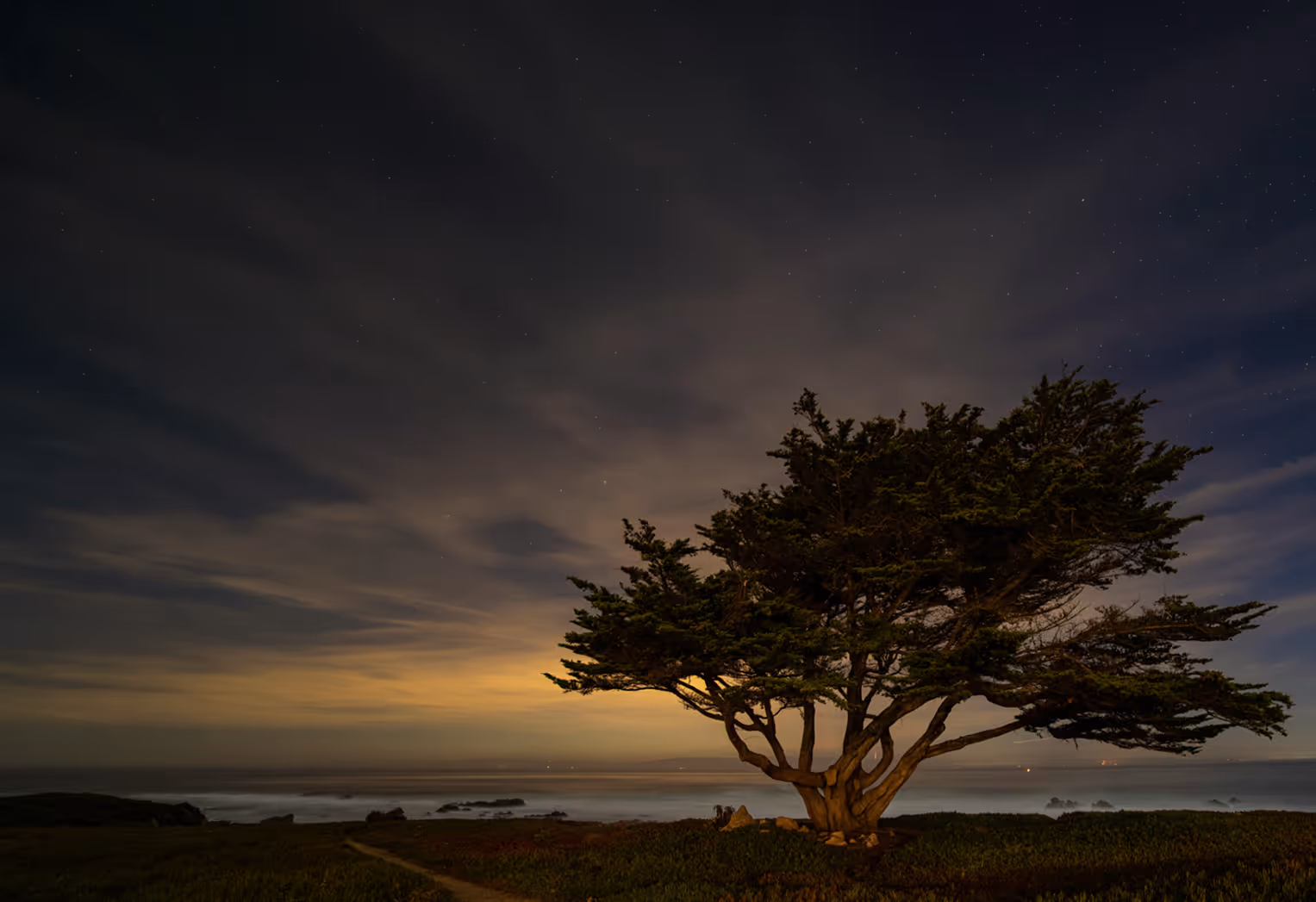 Lone tree illuminated at night near the coast under a starry sky with a glowing horizon.