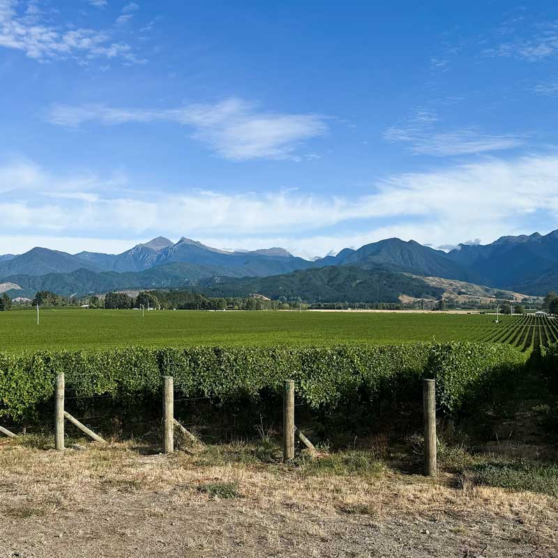 Vineyard with rows of grapevines in front of distant mountains under a partly cloudy blue sky.