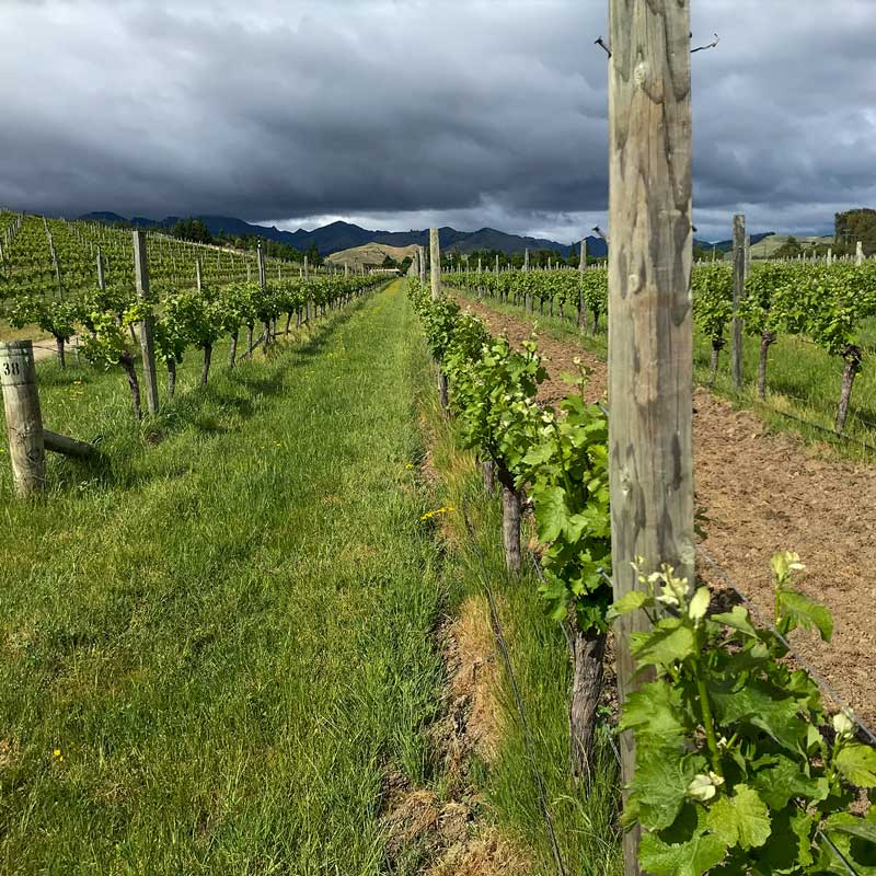 Rows of grapevines in a vineyard under a cloudy sky with mountains in the background.