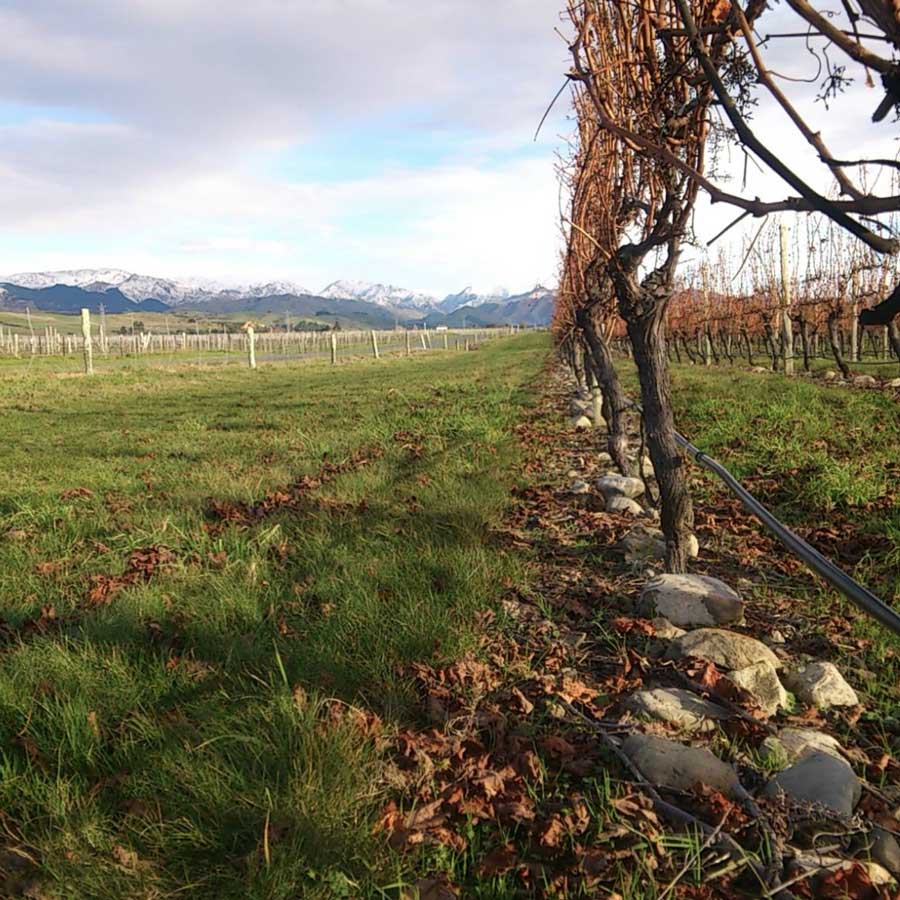 Vineyard rows with bare grapevines beside green grassy land and snow-capped mountains under a partly cloudy sky.