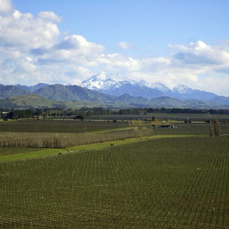 Vast green vineyard fields with snow-capped mountains and partly cloudy blue sky in the background.