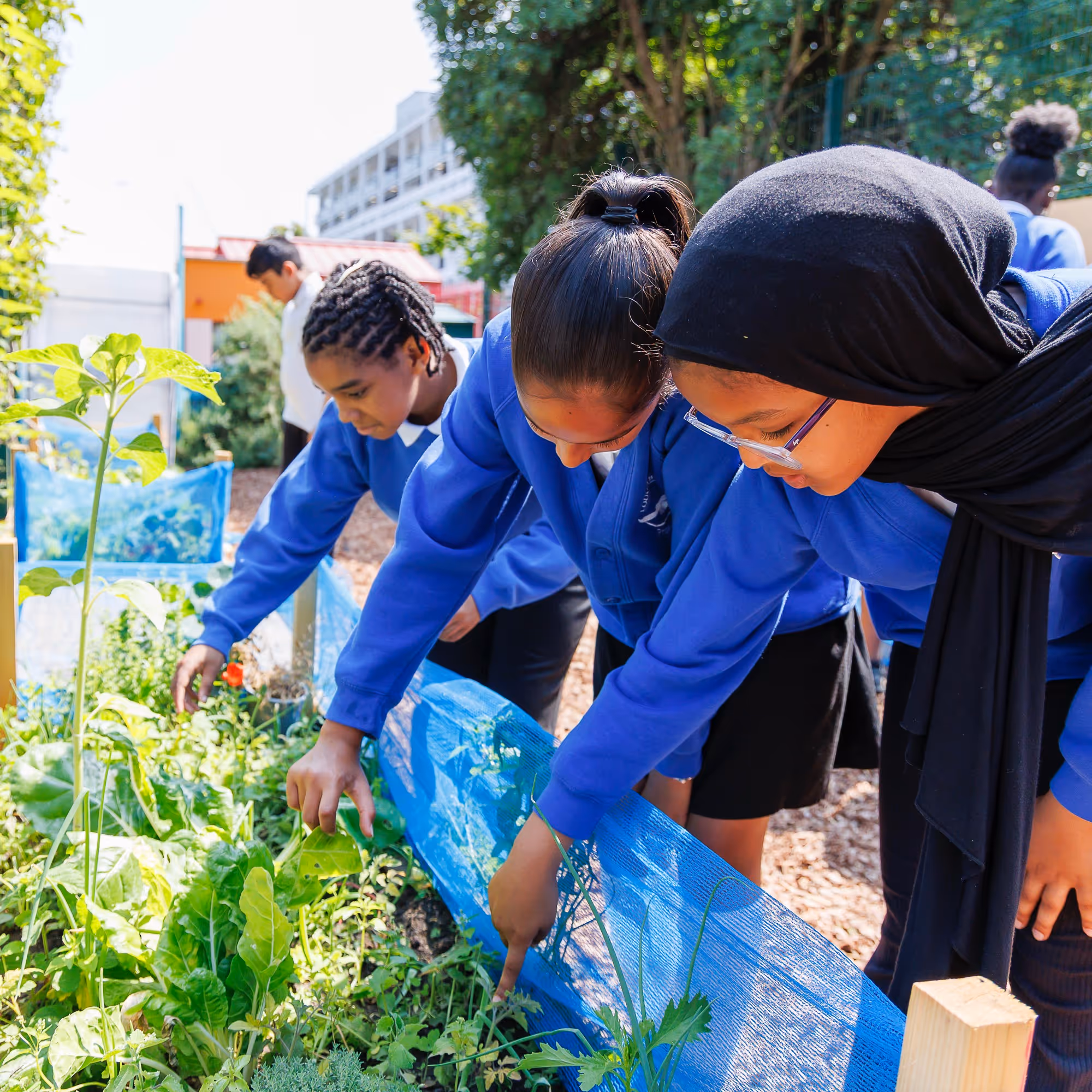 Three schoolchildren in blue uniforms leaning over a raised garden bed inspecting plants outdoors.
