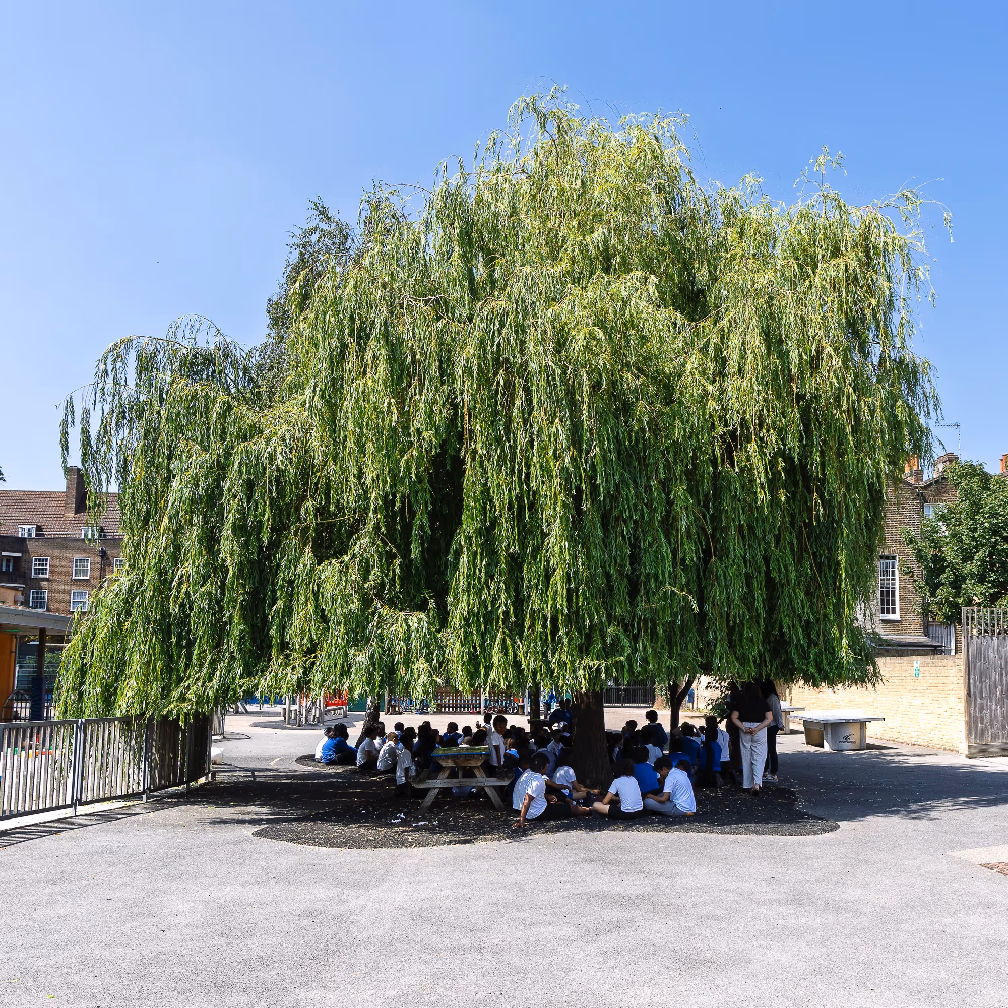 Children sitting under a large leafy tree in a schoolyard on a sunny day.