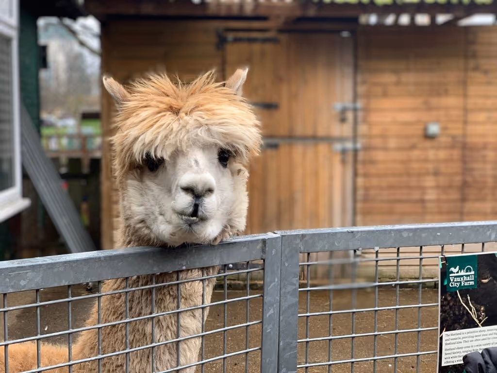 Alpaca with shaggy fur leaning over a metal fence in an outdoor farm enclosure.