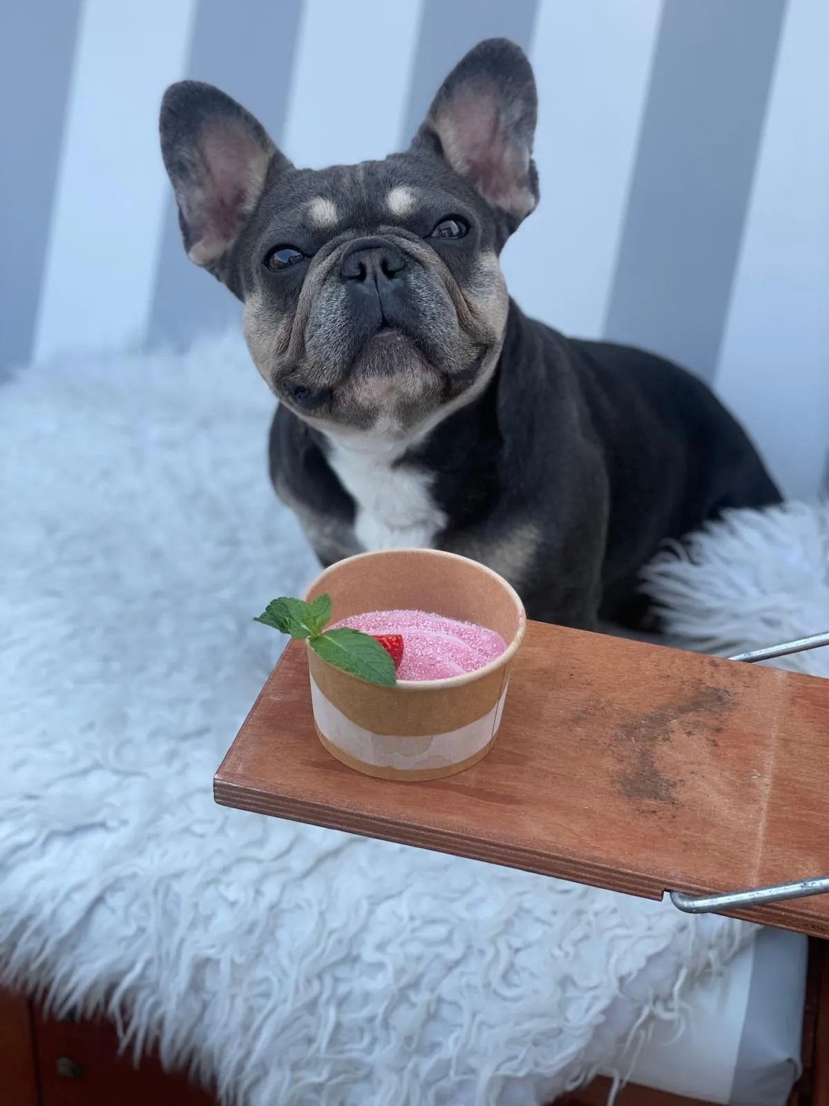 Eine Französische Bulldogge sitzt auf einer flauschigen weißen Decke neben einem Holzbrett und hält einen Becher mit rosa, hundegerechtem Eis in den Pfoten, garniert mit einem Minzblatt und einem Erdbeerstück.