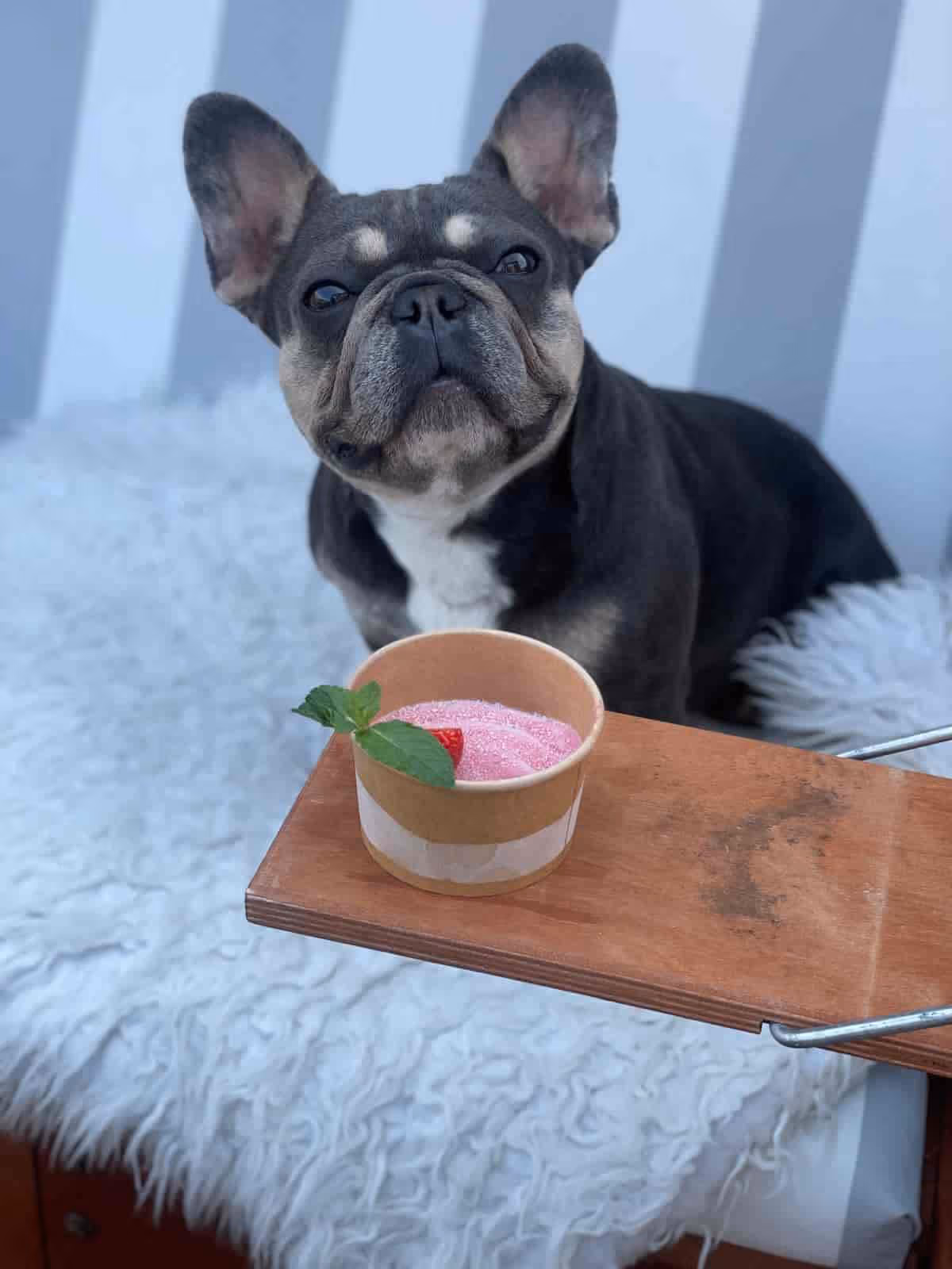 Eine Französische Bulldogge sitzt auf einer flauschigen weißen Decke neben einem Holzbrett und hält einen Becher mit rosa, hundegerechtem Eis in den Pfoten, garniert mit einem Minzblatt und einem Erdbeerstück.