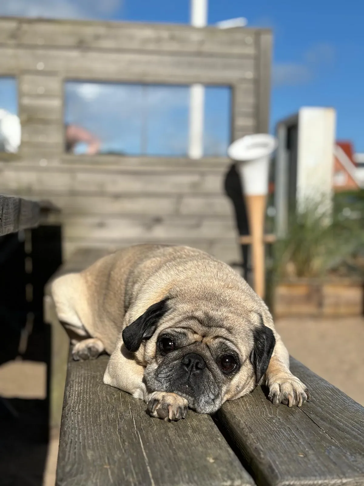 Mops liegt entspannt auf einer Holzbank im Freien bei sonnigem Wetter.