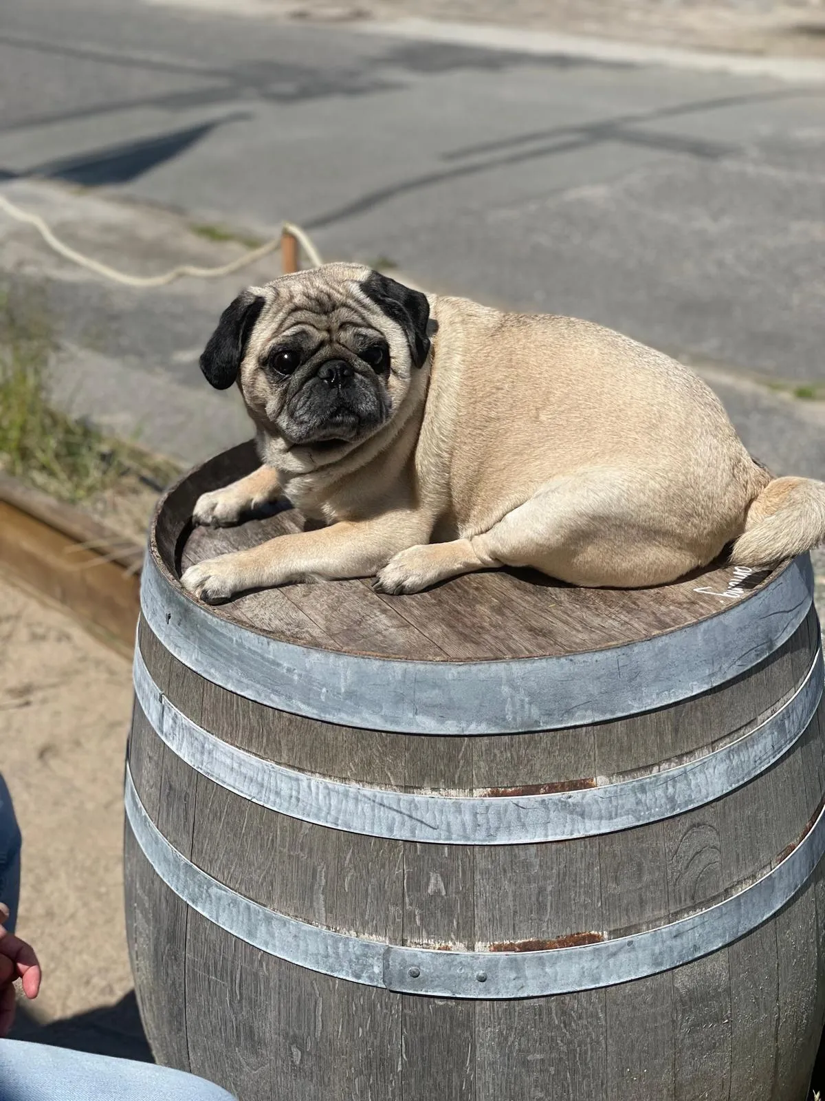 Ein beiger Mops liegt auf einem Holzfass draußen auf einer sonnigen Straße.