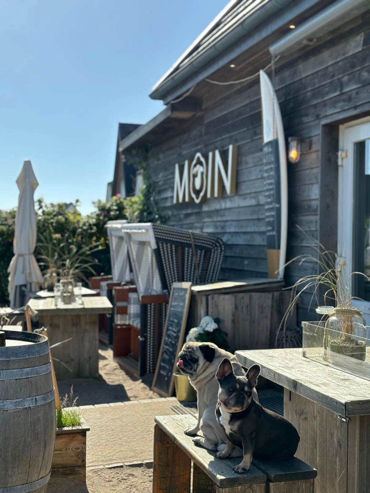 Zwei Hunde sitzen auf einer Holzbank vor einem Strandcafé mit MOIN-Schild an der Fassade.