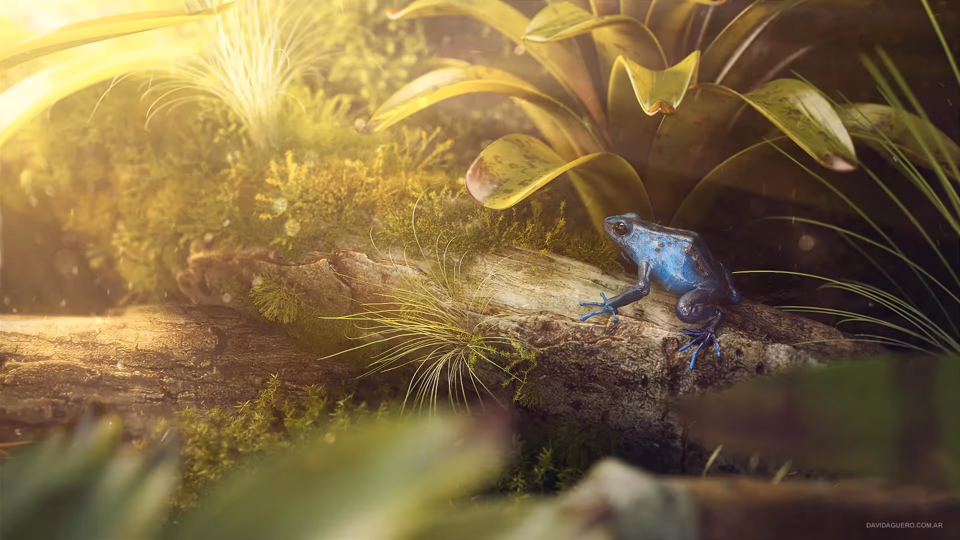David Aguero realistic frog