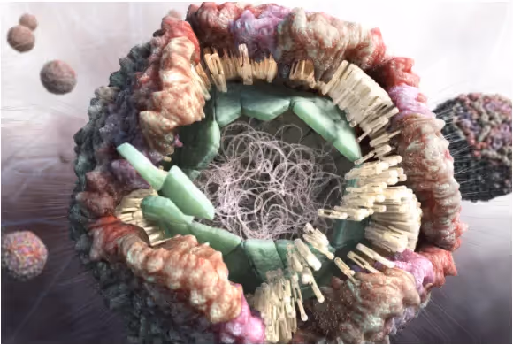 Zika Virus, Part to whole