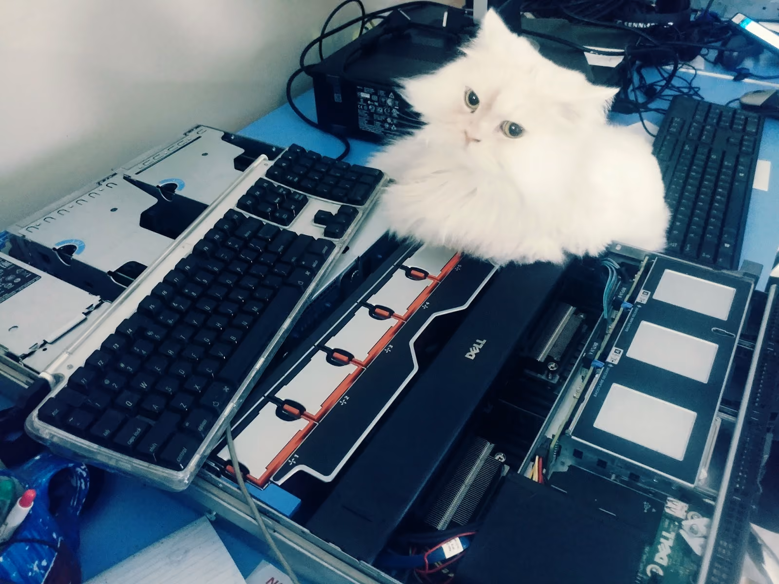 猫は99%の正確さで過熱したノードを検出できる