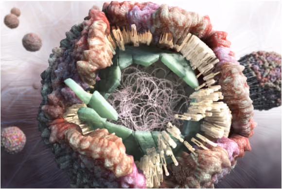 Zika Virus, Part to whole