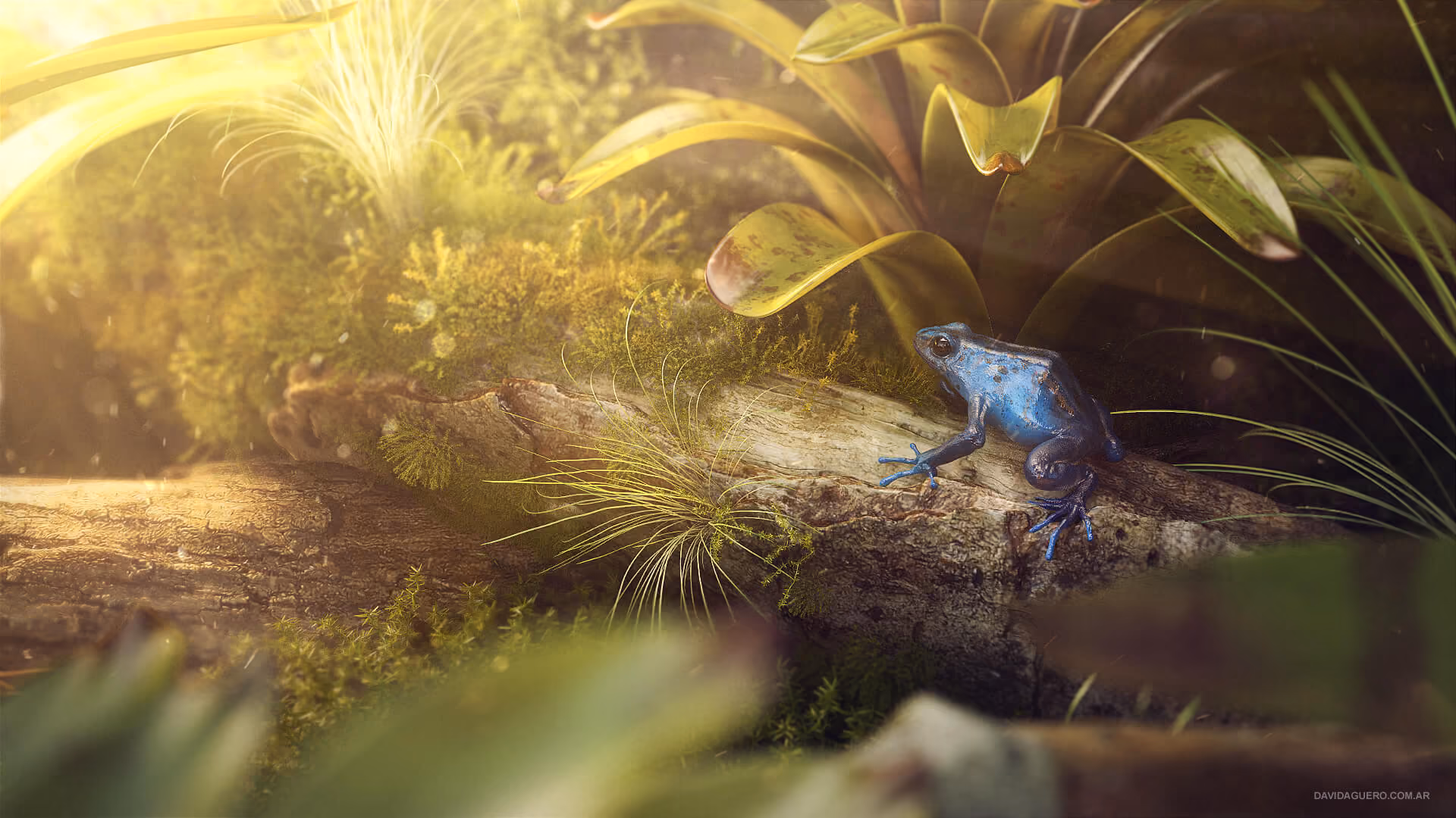 David Aguero realistic frog