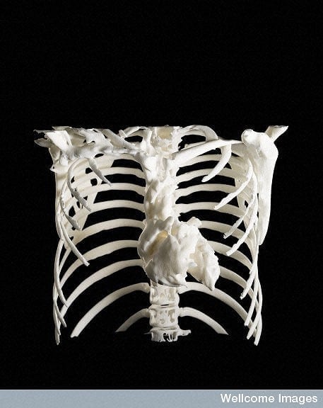 心臓と胸郭の3Dモデル