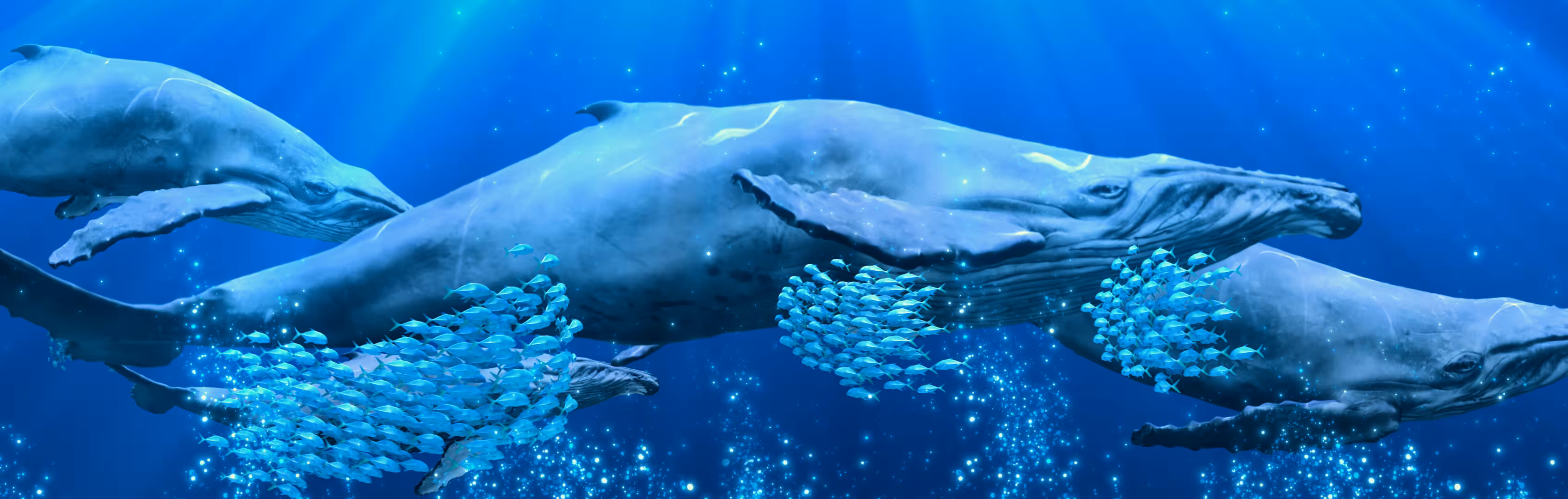 Whale render by DIVO Production