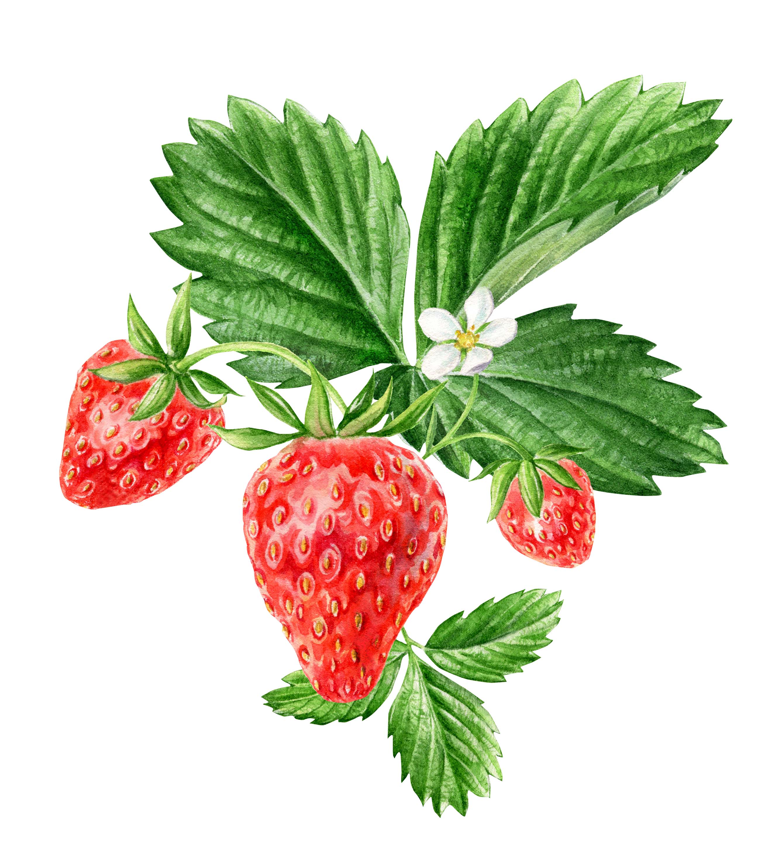 2 ДЖЕМ ЛОХИНА FLORIT 