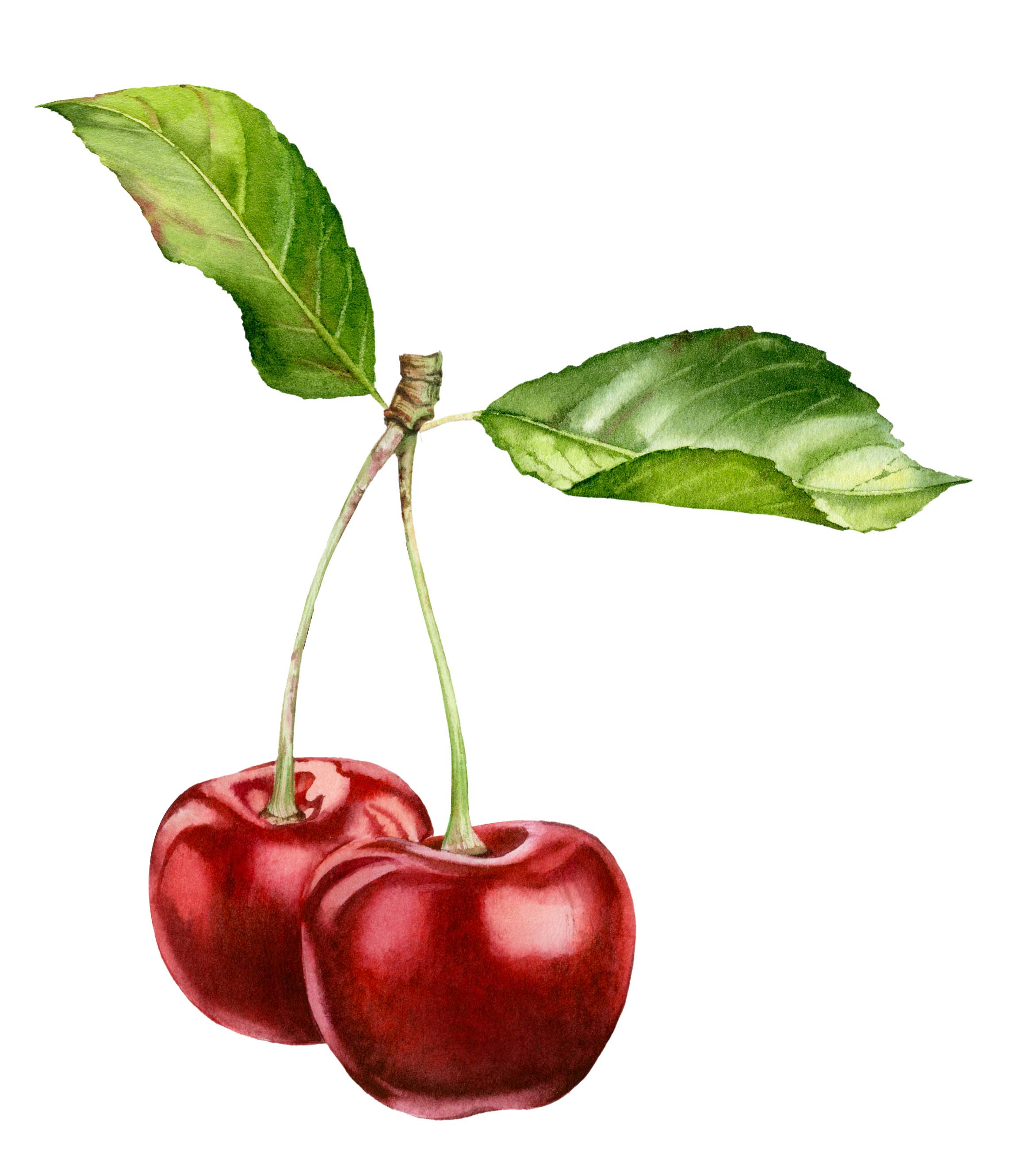 1 ДЖЕМ ЛОХИНА FLORIT 