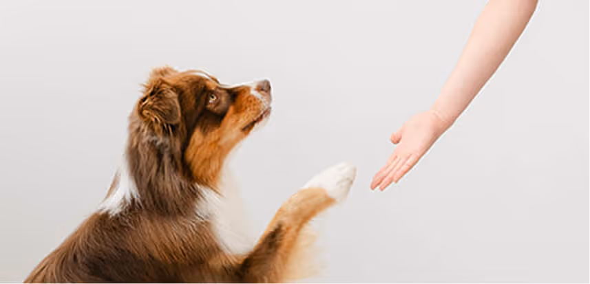 Brown and white dog raising paw to touch outstretched human hand on a plain background.