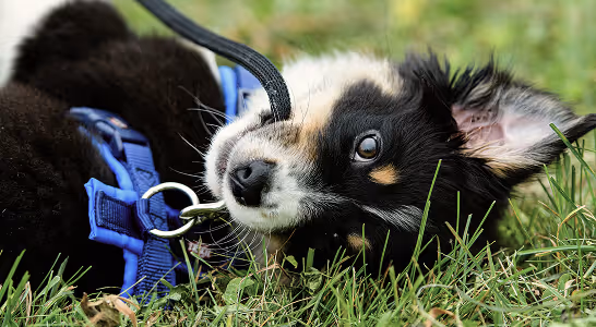 Black and white puppy with a blue harness lying on grass looking up.