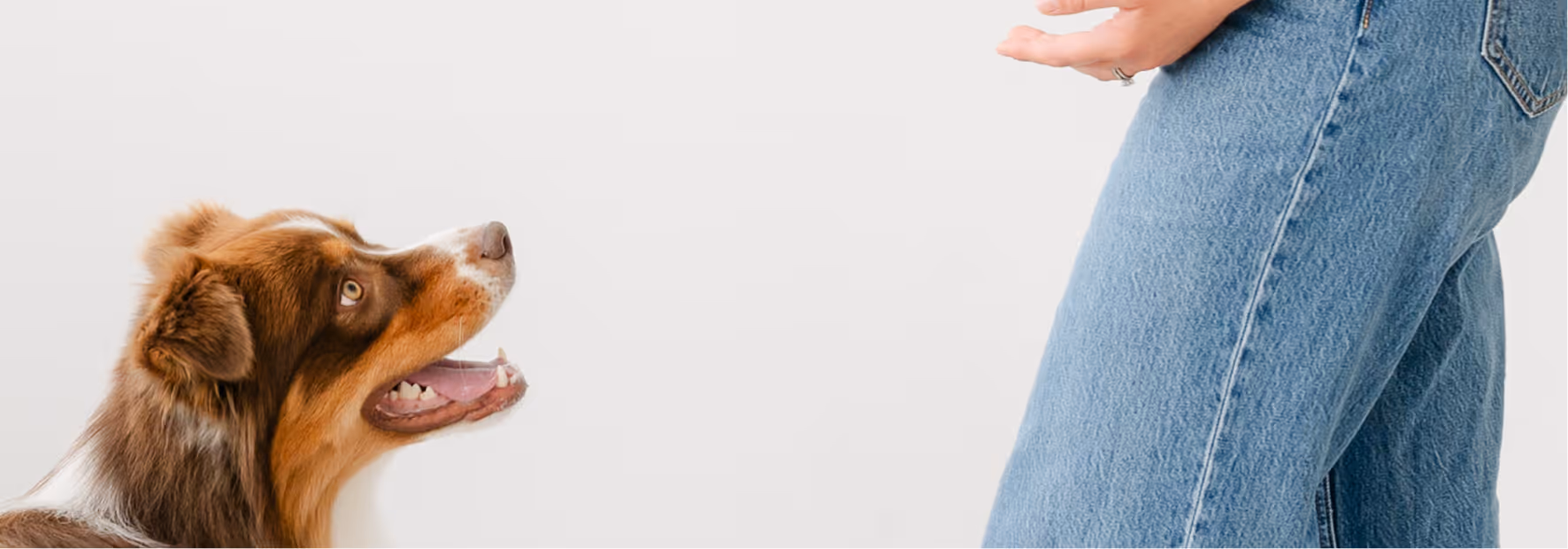 Brown and white dog looking up at a person wearing blue jeans against a white background.