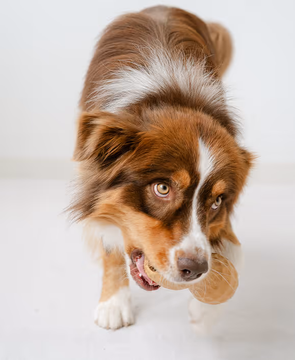 Brown and white dog holding a wooden toy in its mouth on a white background.