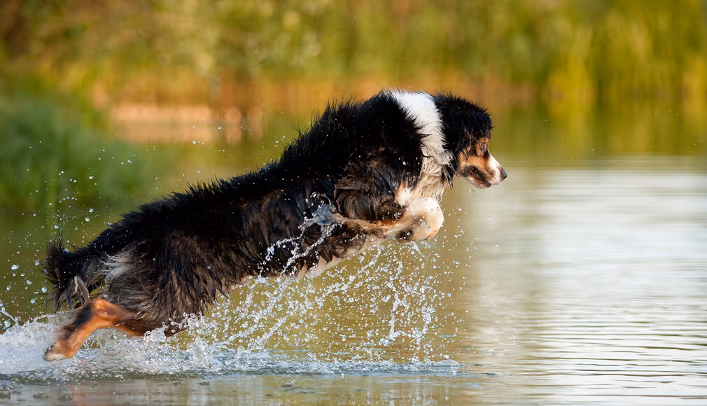 Black and white dog leaping through water with splashes, blurred green background.