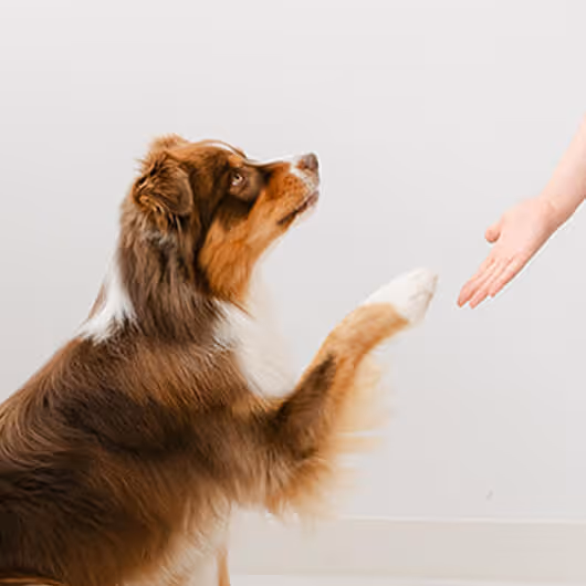 Brown and white dog raising paw to a person's outstretched hand against a plain background.