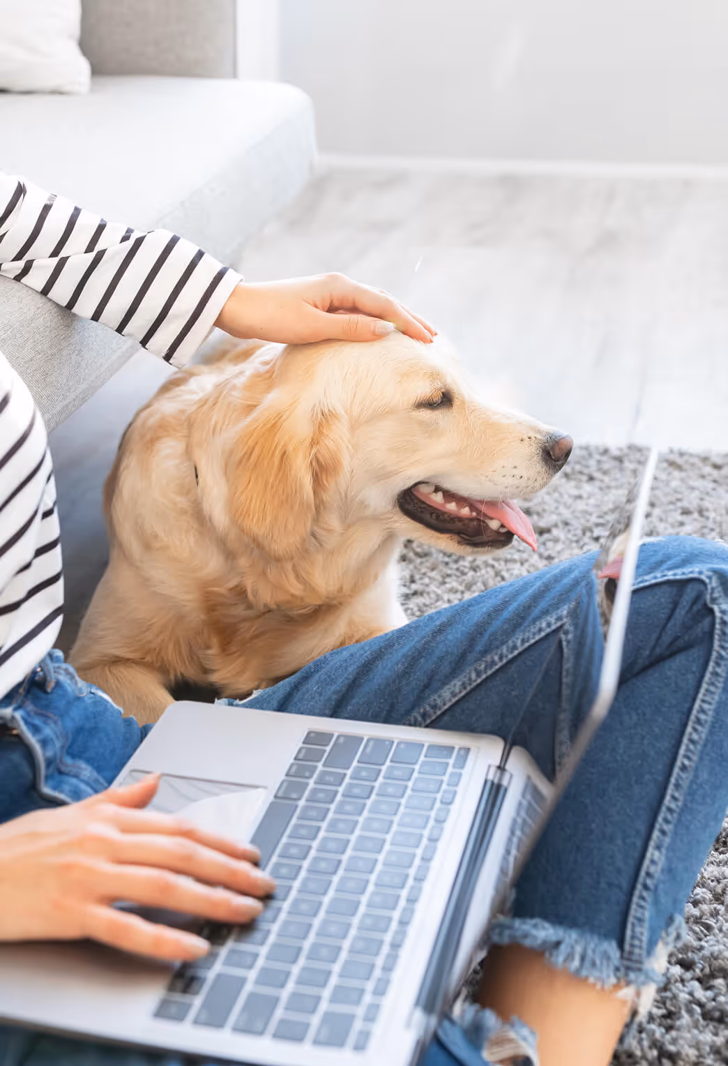 Person petting a happy golden retriever while using a laptop on a carpeted floor.