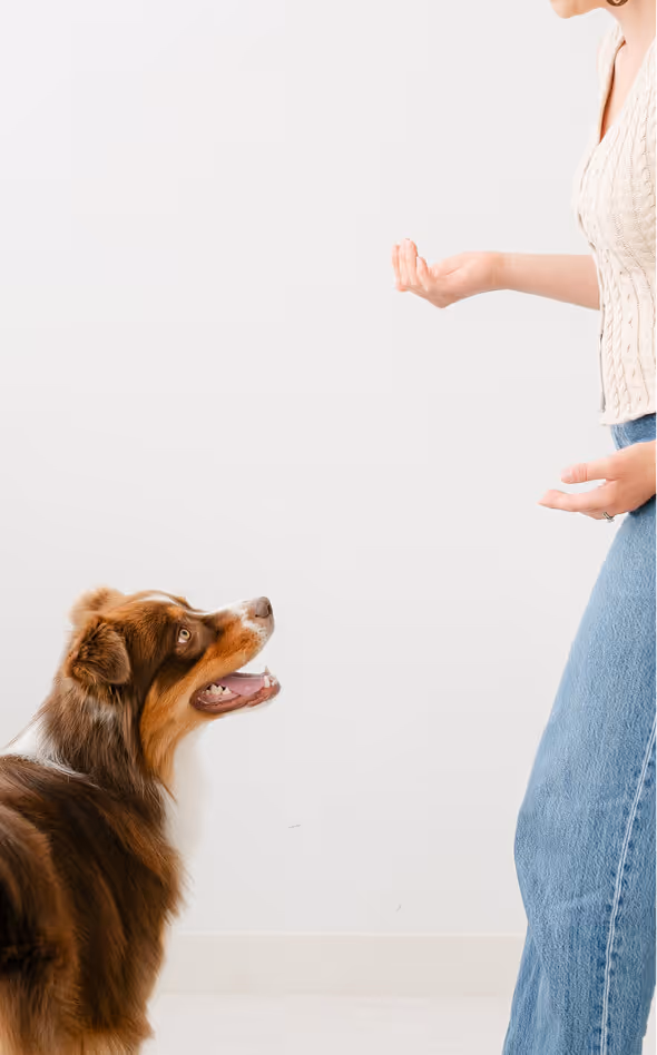Brown and white dog looking up at a person wearing blue jeans against a white background.