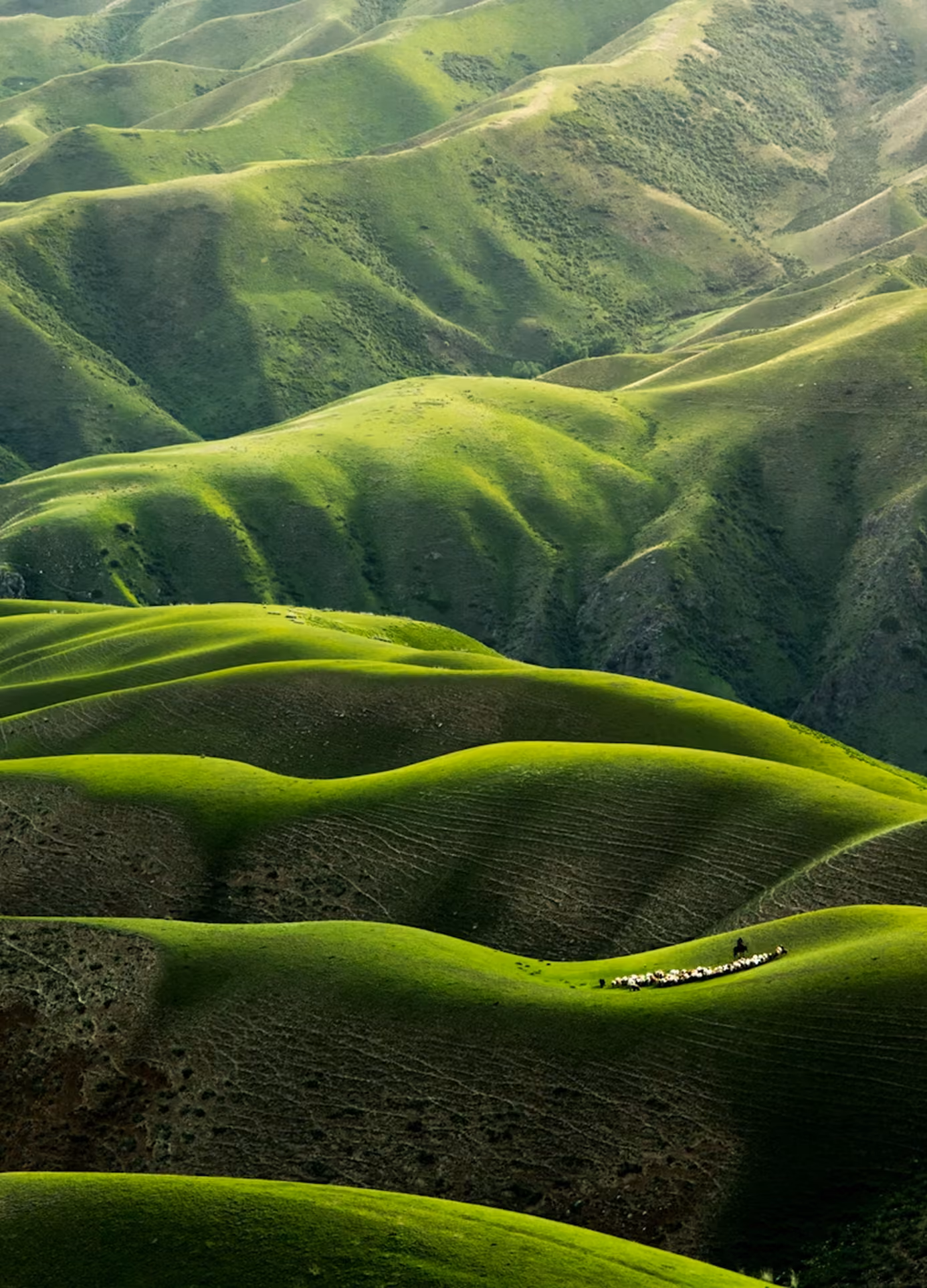 Rolling green hills with a flock of sheep grazing