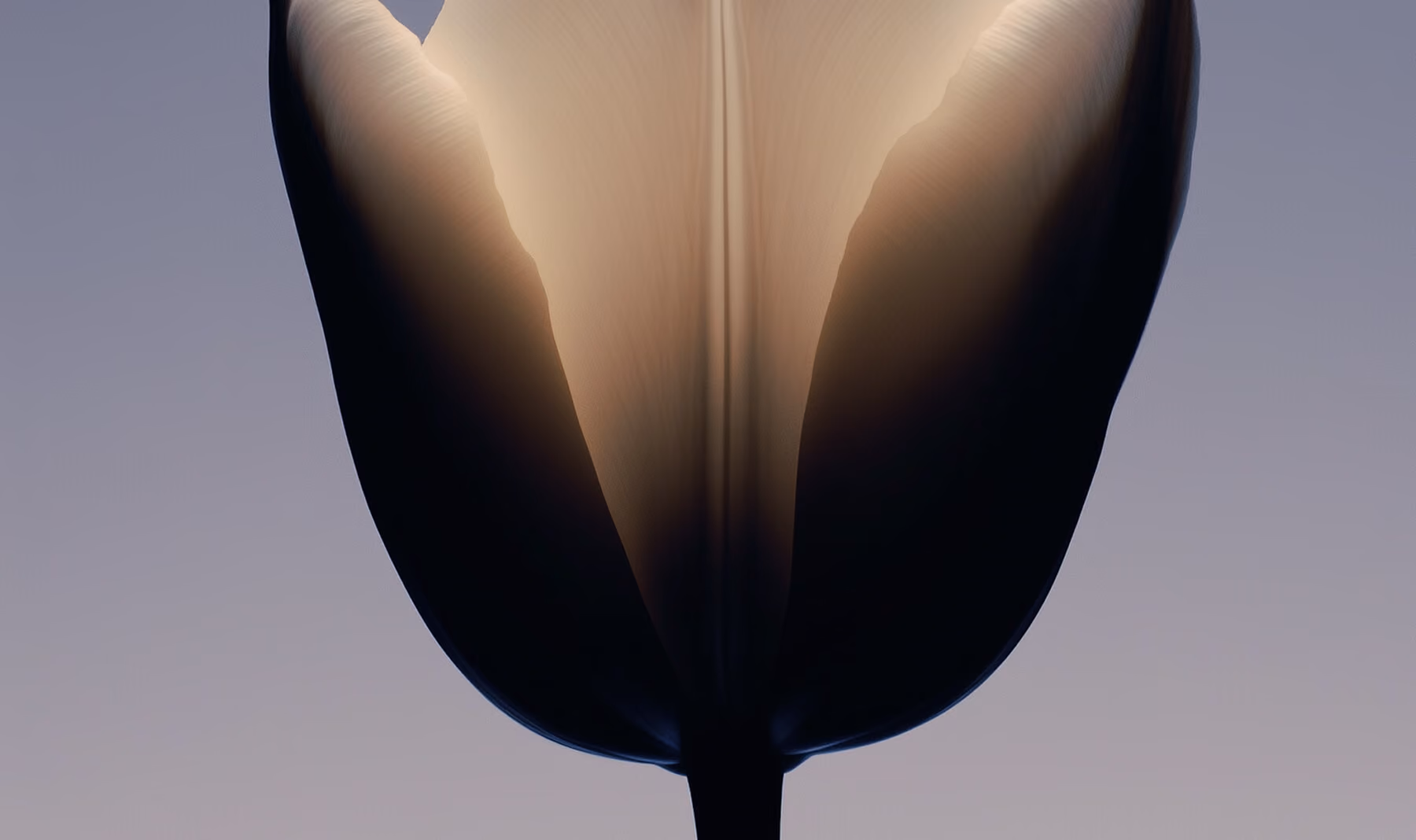 Close-up of a backlit tulip flower with translucent petals against a soft gray background.