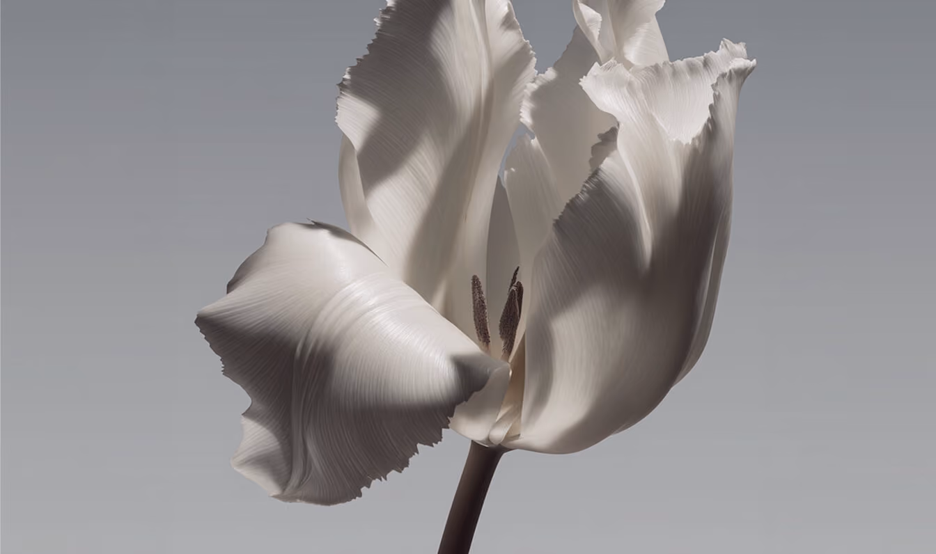 Close-up of a delicate white tulip flower with ruffled petals on a gray background.