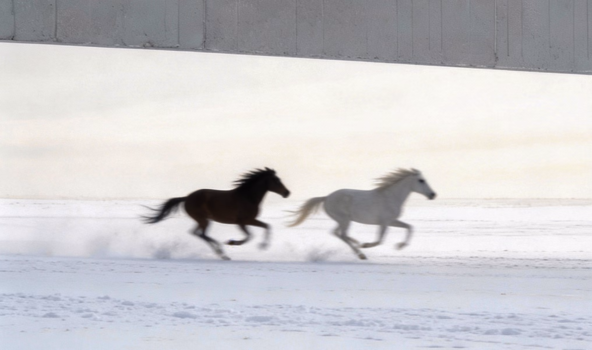 A black horse and a white horse running side by side on snow-covered ground.