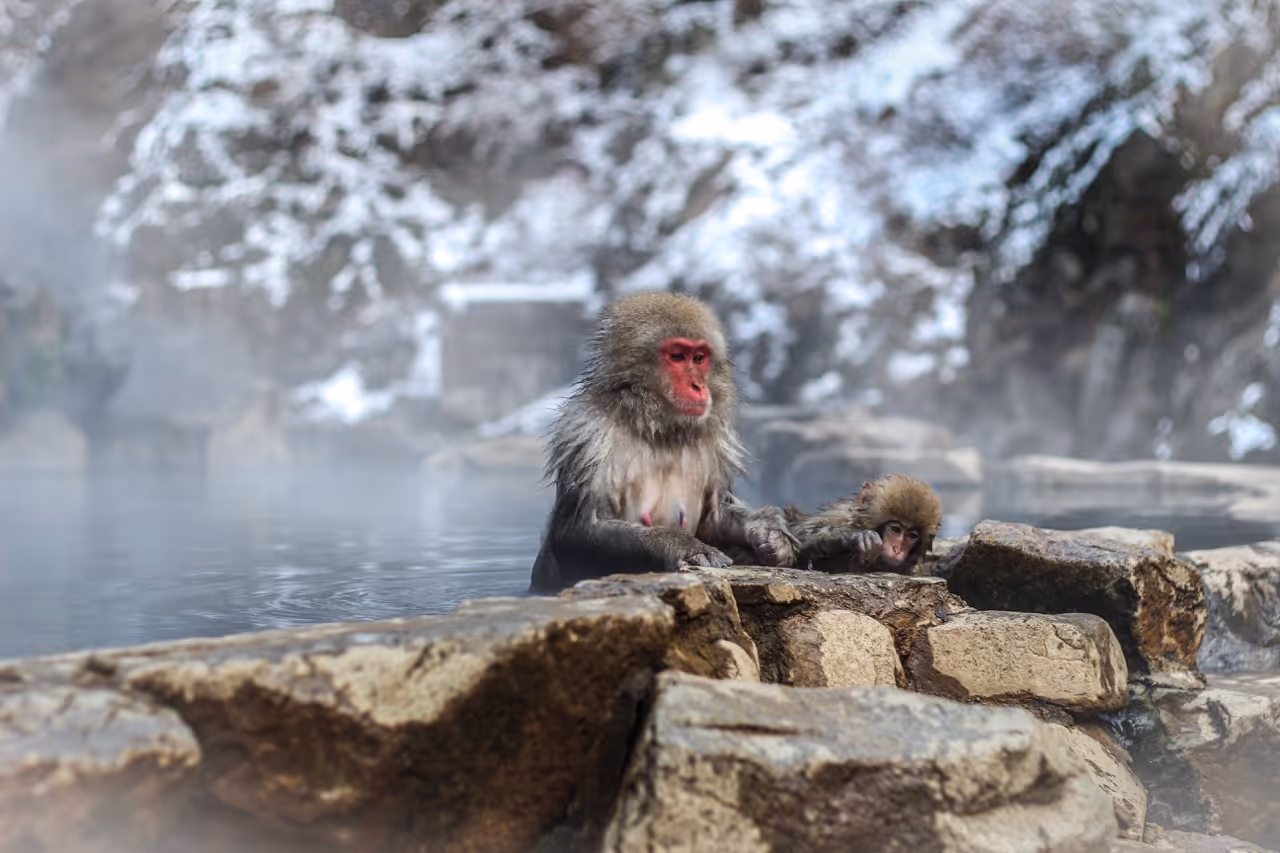 Two Japanese macaques soaking in a hot spring surrounded by snow-covered rocks and mist.