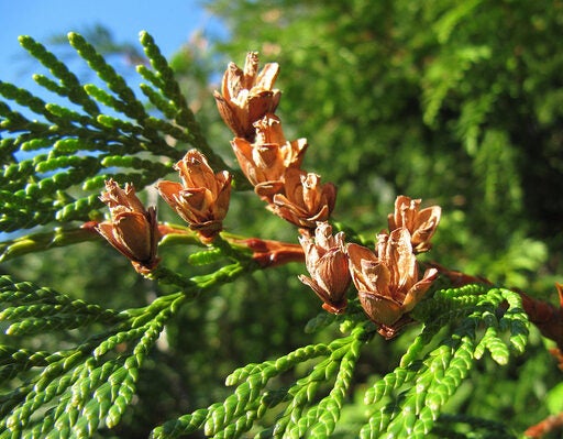 a cluster of cones open on a conifer branch in the sun