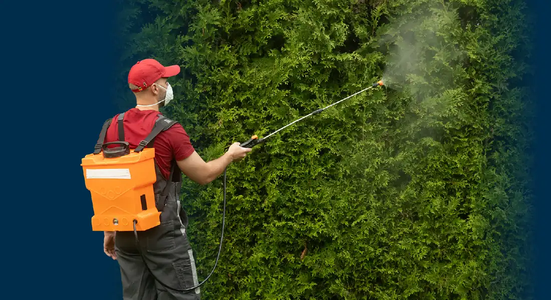 Person wearing mask and red cap spraying pesticide on green hedge with orange backpack sprayer.