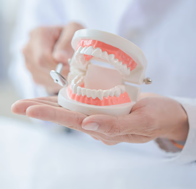 Dentist holding a dental model with teeth and using a dental mirror tool.