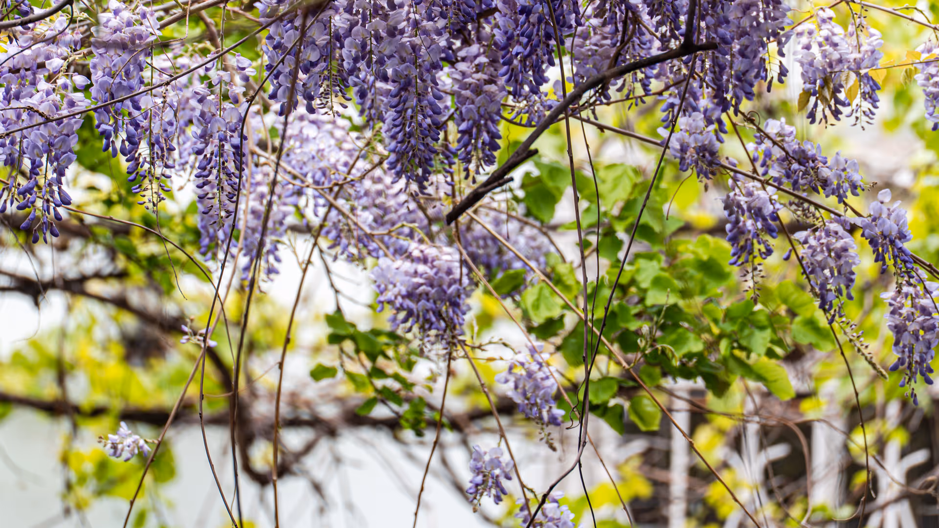 Drooping clusters of purple wisteria flowers with green leaves and thin branches.