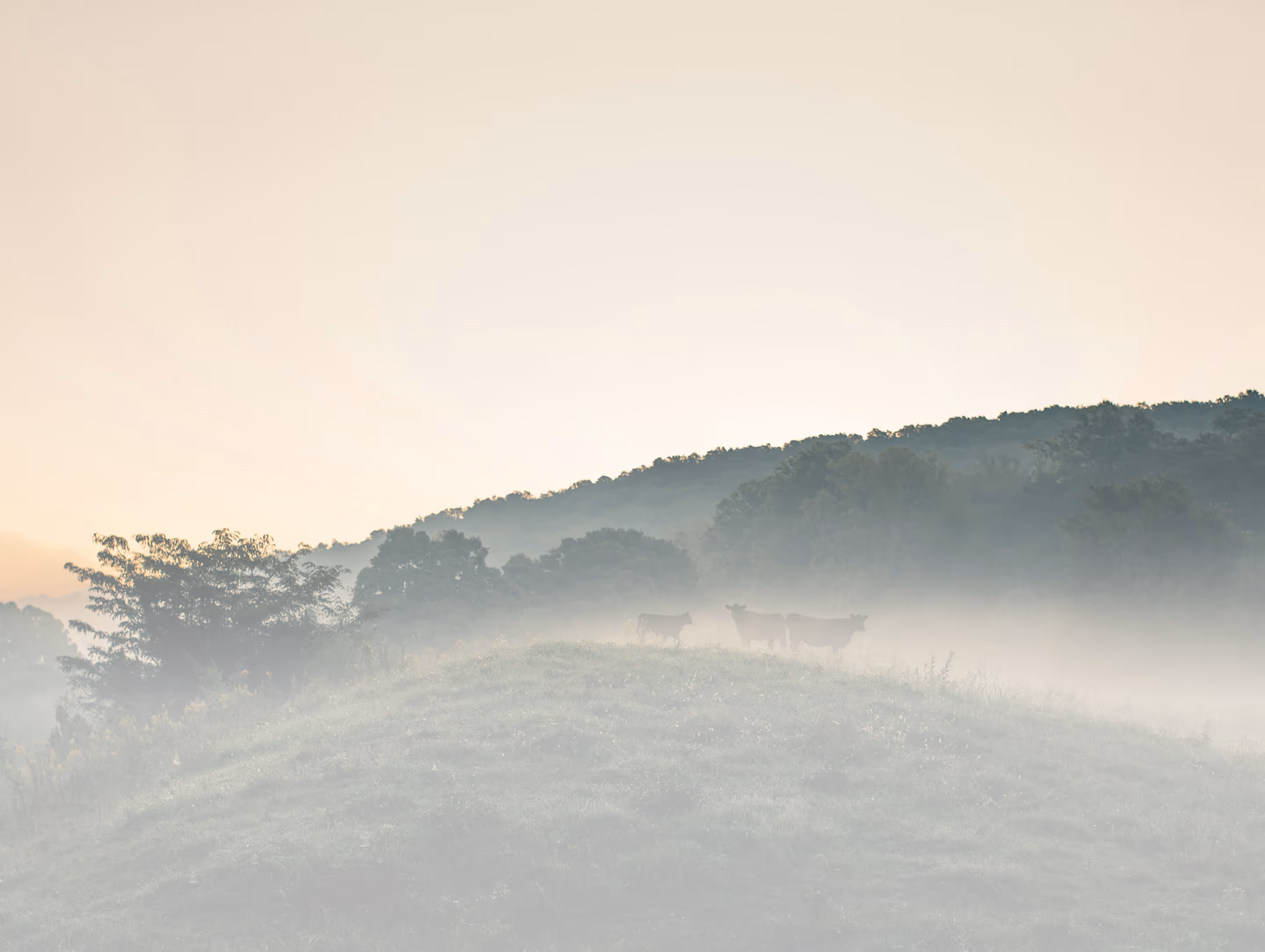 Collines brumeuses avec trois vaches debout et des arbres à l'arrière-plan au lever du soleil.