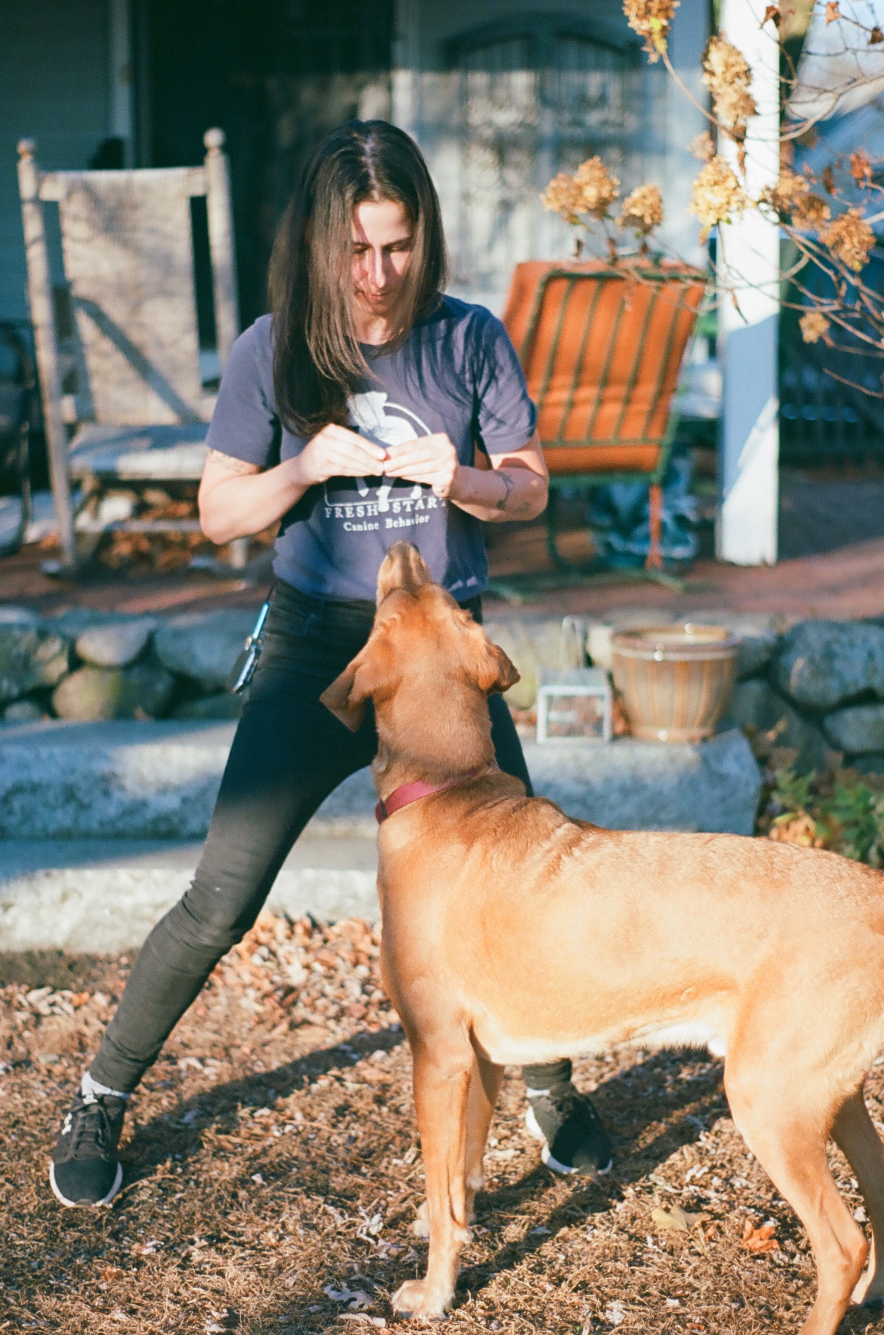 Sophie is training a hound mix outside in a yard.