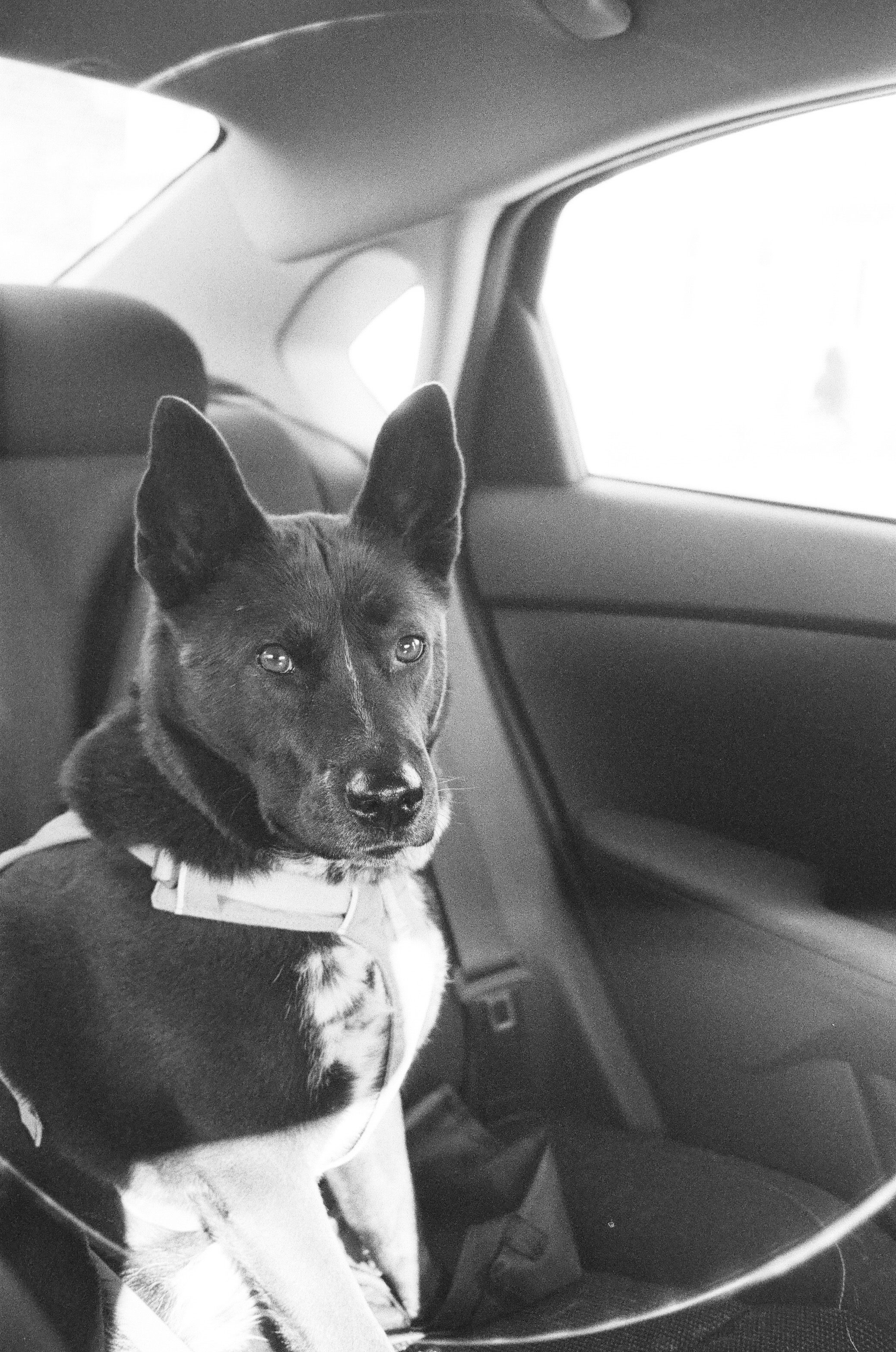 a black and white photo of Sophie's dog, Meesha in the car