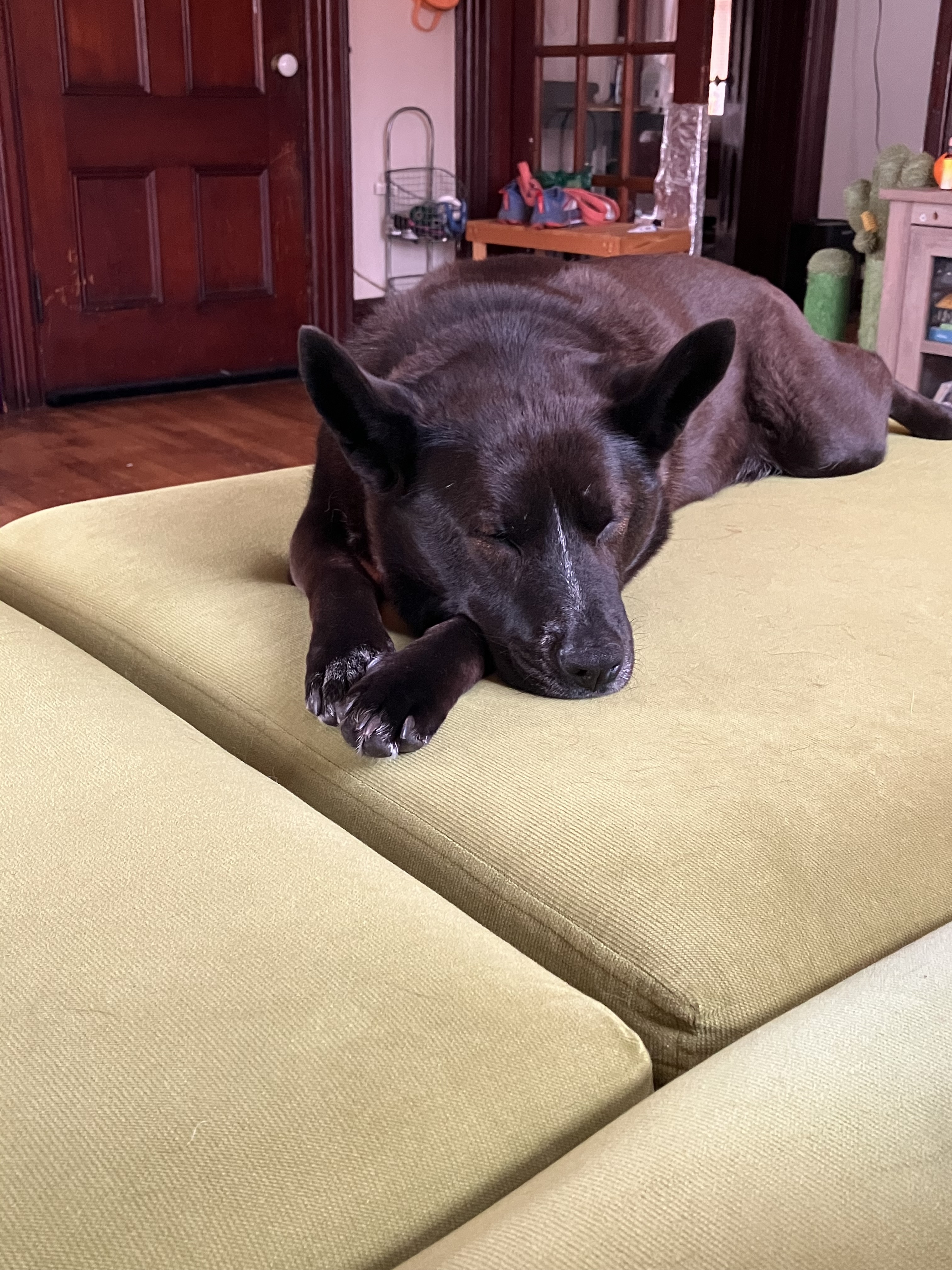 A black gsd mix sleeping on a green couch