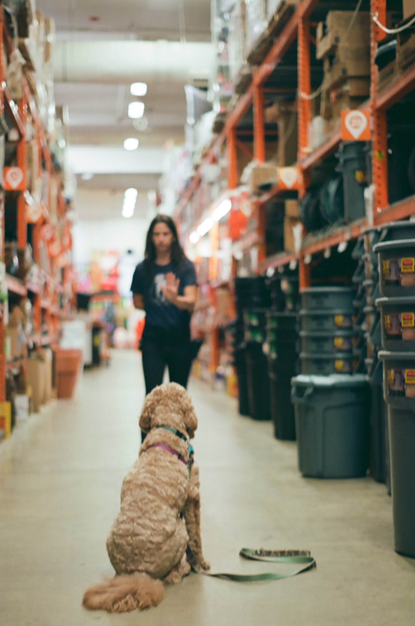 A dog is sitting in a stay with Sophie a few yards a way in a home depot.