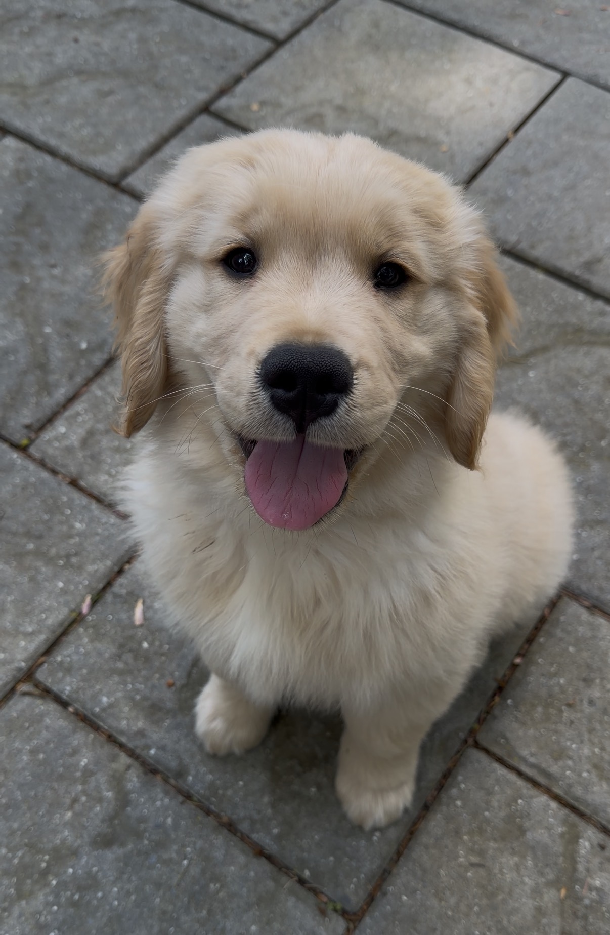 A golden retriever puppy with his tongue out staring at the camera
